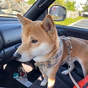 Meet your Posher, Tyler